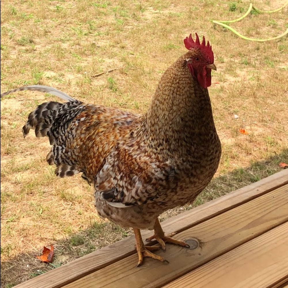 Meet your Posher, Reed